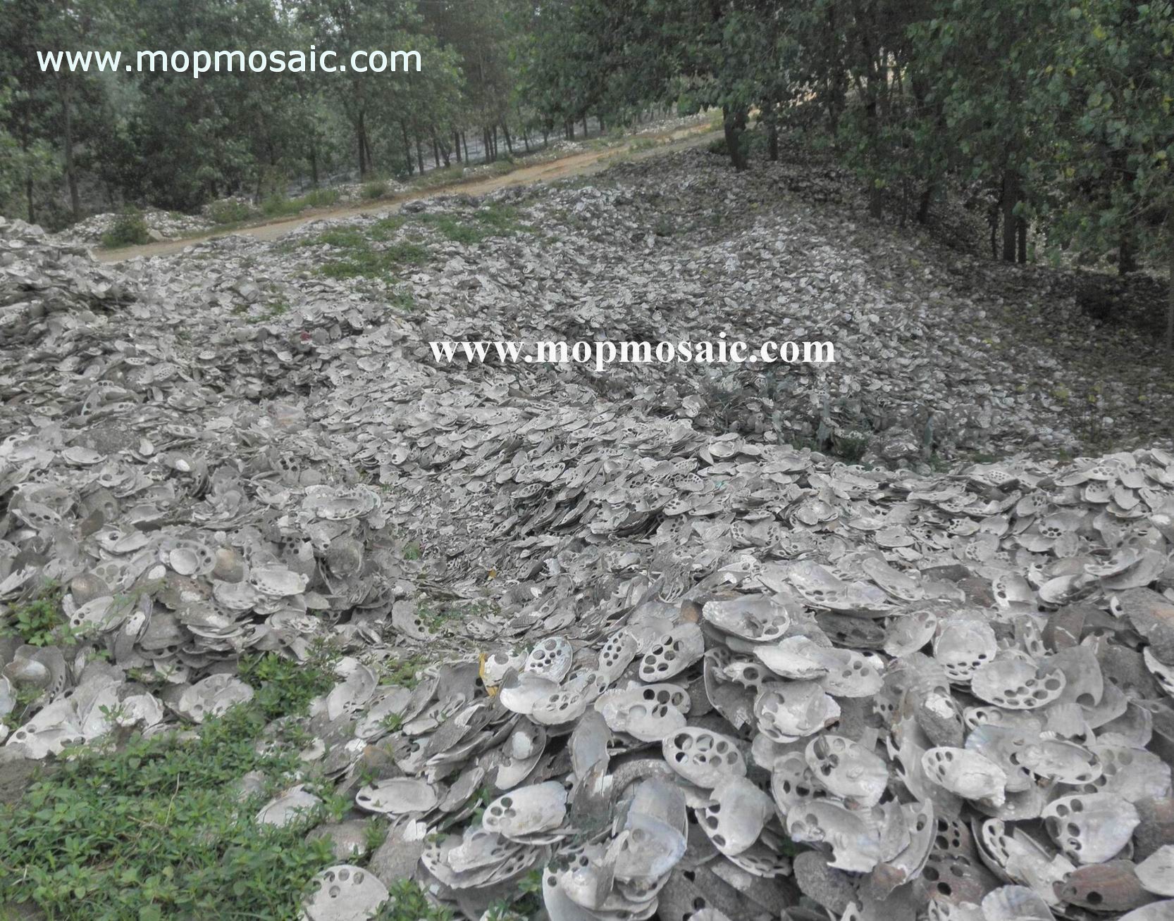 Raw Freshwater shell after cutting