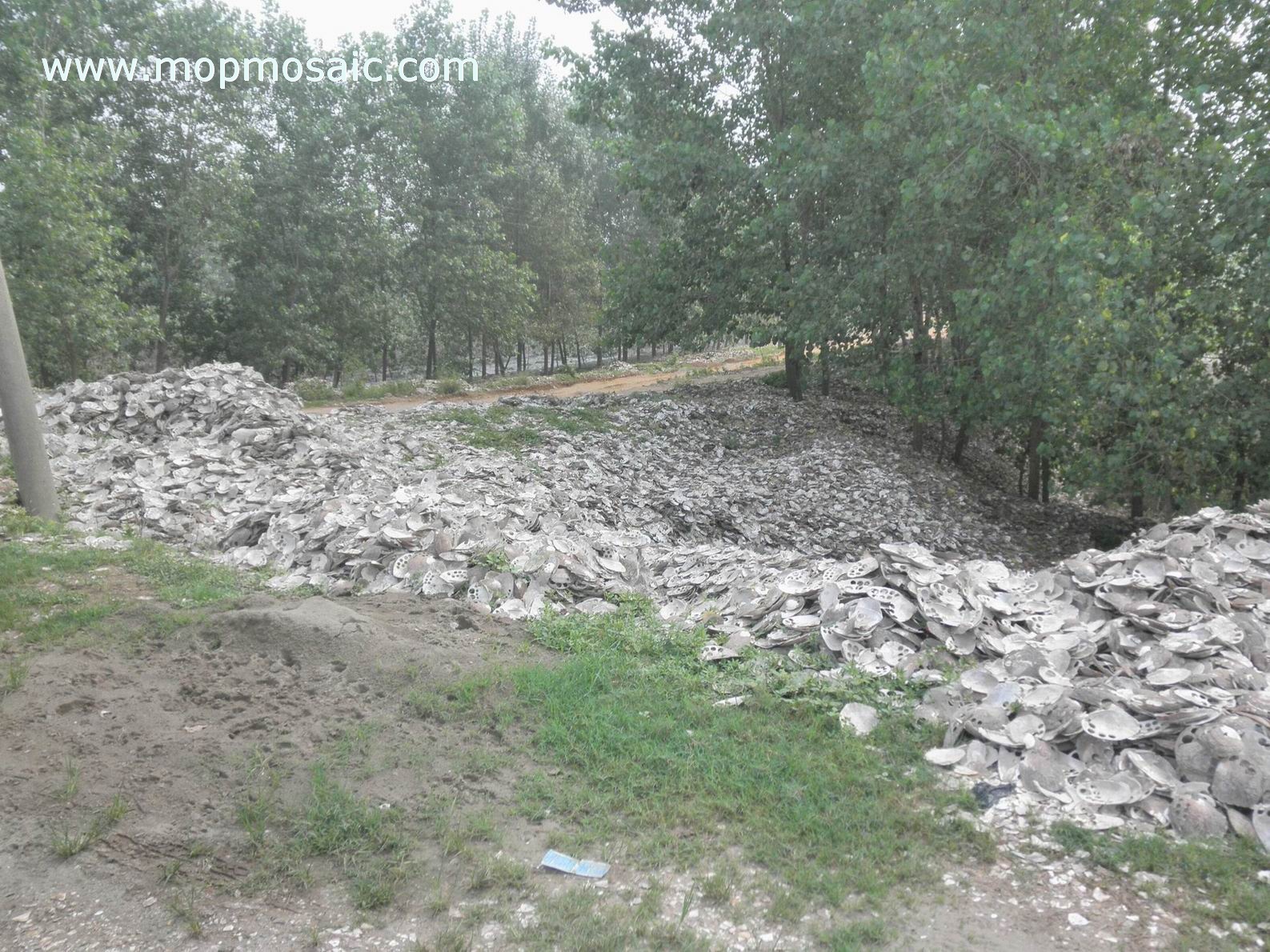 Raw Freshwater shell after cutting