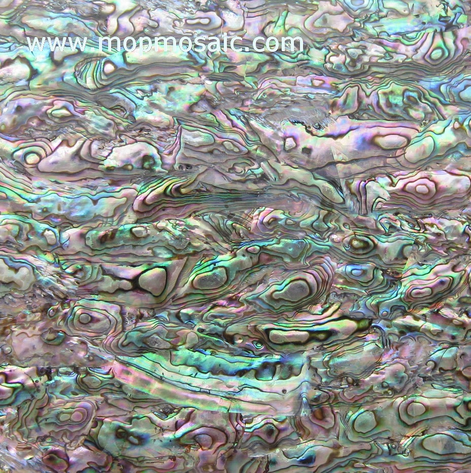 贝壳纸，鲍鱼纸