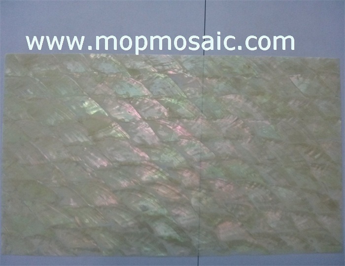 Donkey ear abalone shell paper