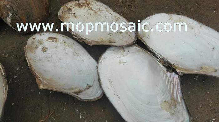 Chinese river shells of raw material