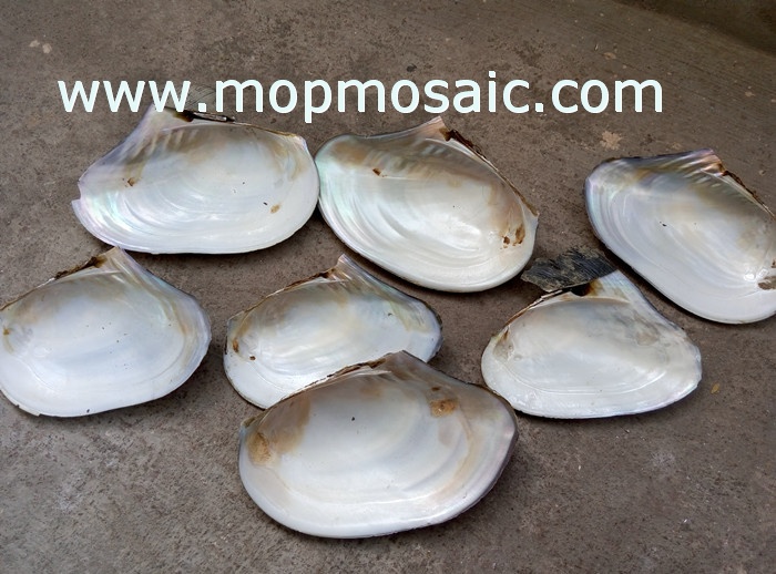 18-24cm chinese freshwater river shell raw material