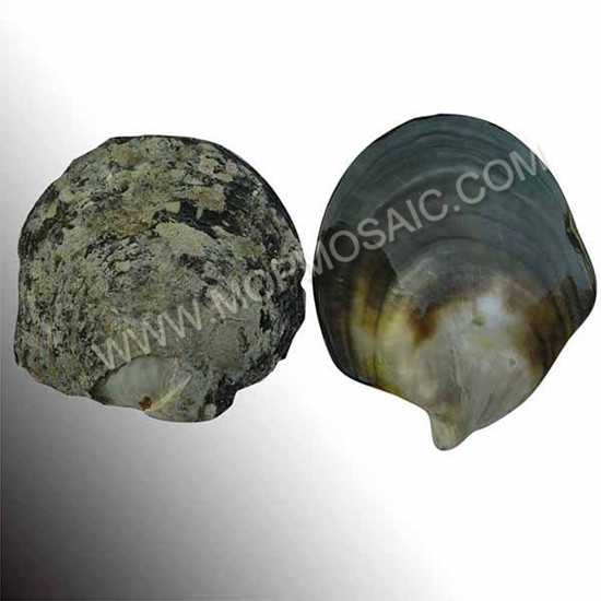 Highly polished natural blacklip mop shells for home decoration arts