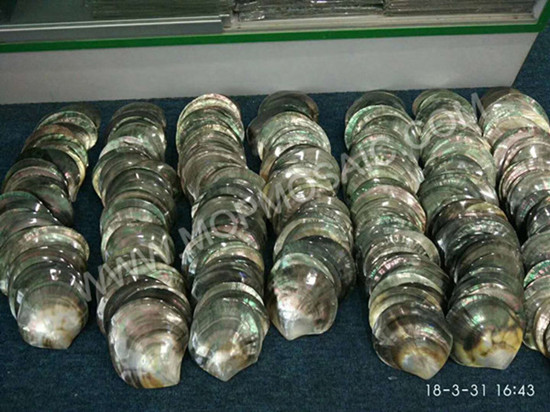 Highly polished natural blacklip mop shells for home decoration arts