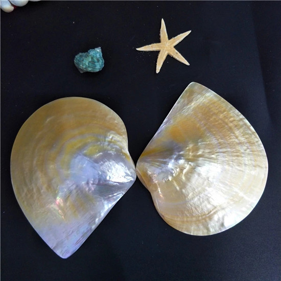 Highly polished natural yellowlip mop shells for home decoration arts