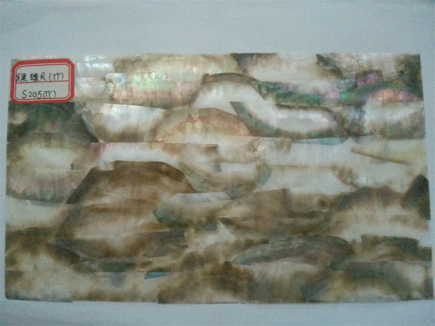 half blacklip shell veneer