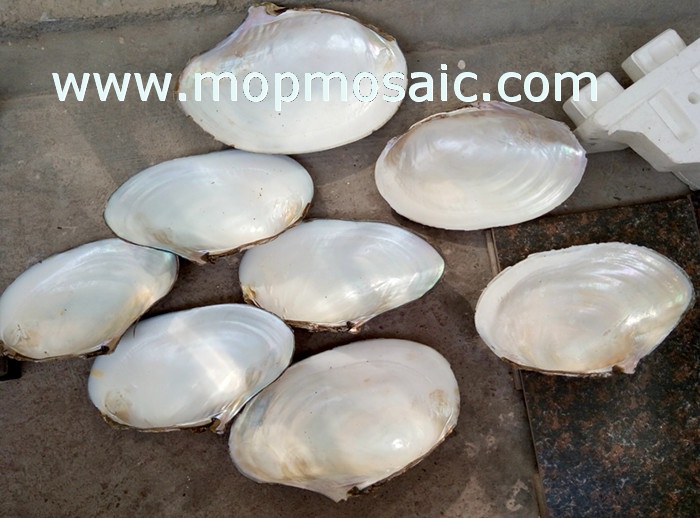 28cm以上超白淡水河贝原材料