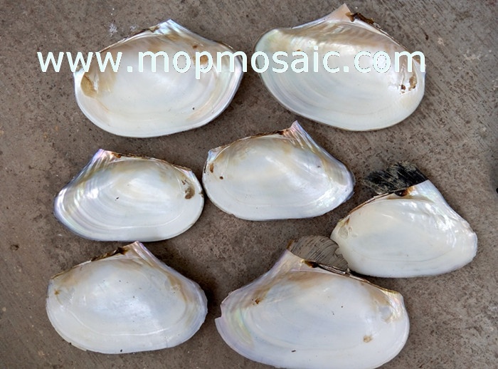 chinese freshwater river shell raw material