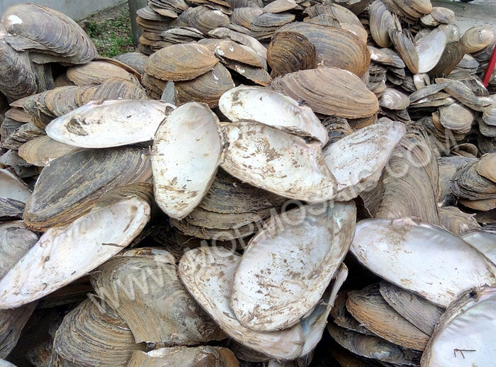 super pure white river shells for button making