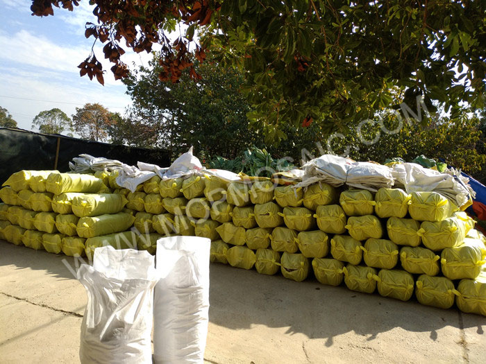 chinese freshwater raw shells