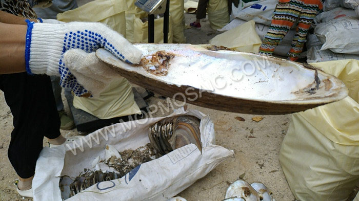 wholes chinese natural mother of pearl raw shells for button making