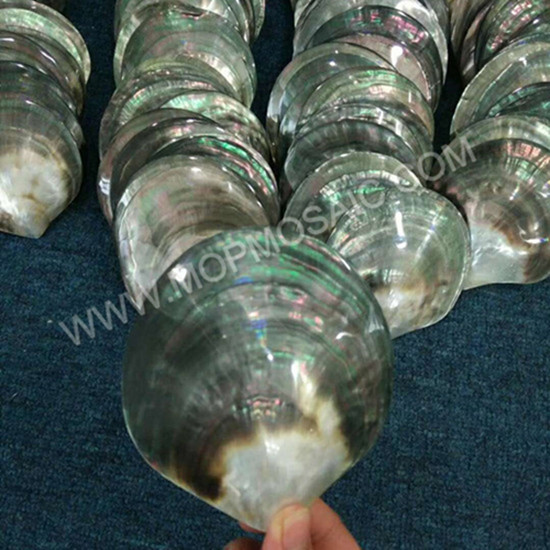 Highly polished blacklip mop shells for home decoration