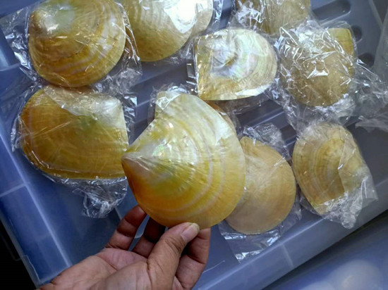 polished gold mop shell home decoration arts