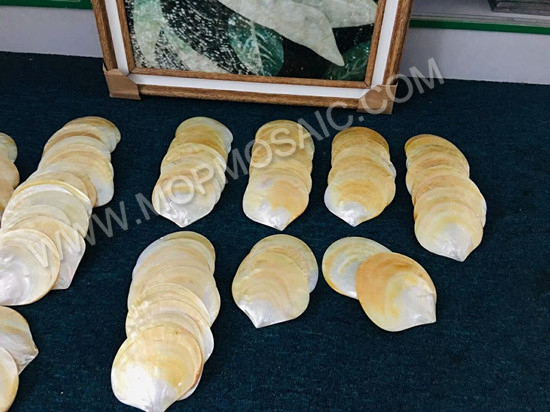 Highly polished yellowlip mop raw shells for home and landscape arts and crafts