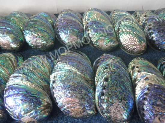 Flashy light DIY natural polished aalone shells for home decoration arts