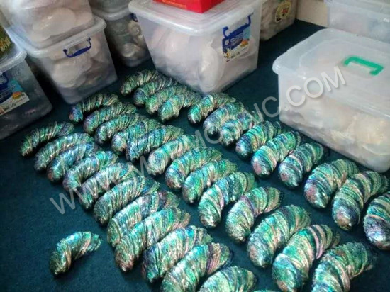 natural exquisite polished abalone and paua shells for aquarium home decoration handicrafts